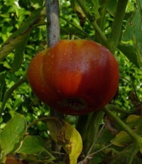 Tomate special turkish-1.jpg