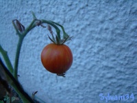 Tomate striped turkish.jpg