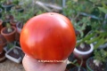 Tomate super steack.JPG