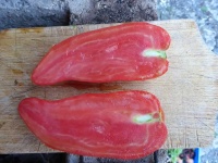 Tomate tétine de chèvre-2.jpg