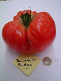 Tomate tennessee britches.jpg