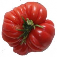 Tomate trefle du togo-3.jpg