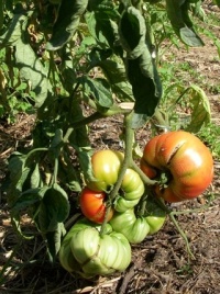 Tomate una hartsocks beefsteak.jpg