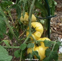 Tomate white beauty-1.jpg