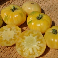 Tomate white tomesol.jpg