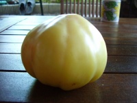 Tomate white wonder-1.jpg