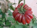 Tomate zapotec brown flesch-22.jpg