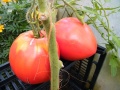 Tomates cyrille.JPG