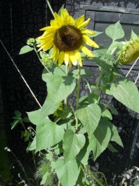 Tournesol géant blanc.jpg