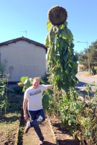 Tournesol géant mammoth-1.jpg