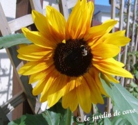 Tournesol golden sunset.jpg