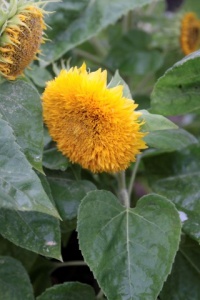 Tournesol teddy bear-2.jpg