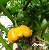 Trinidad moruga yellow.jpg